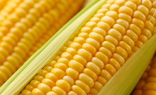 玉米种子怎么来的 怎么获得