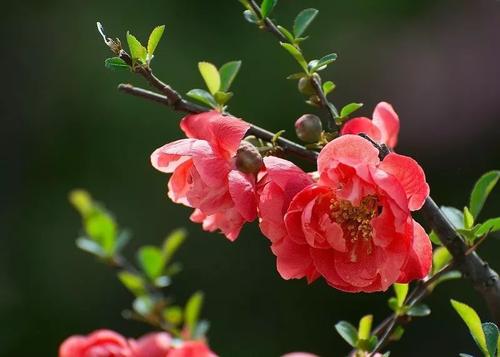 月桂树一年开几次花花期多长时间 植物说