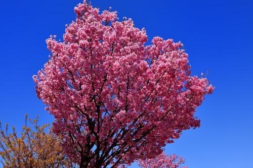 樱桃树一年开几次花 花期多长时间