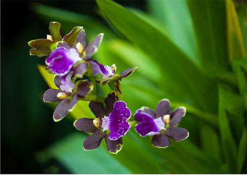 紫香兰一年开几次花花期多长时间 植物说