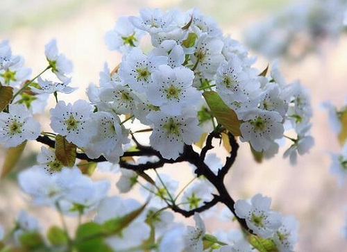 梨树的花是什么颜色 长什么形状样子