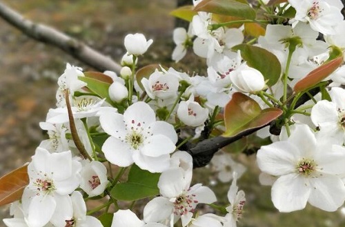 梨树的花是什么颜色长什么形状样子 植物说
