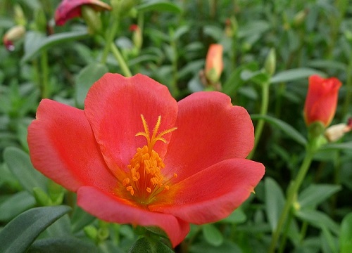 马齿苋的花是什么颜色 长什么形状样子