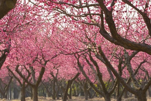 桃树风水作用与寓意 家里种桃树风水禁忌