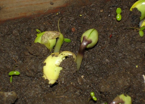 黄豆播种多长时间发芽将黄豆播撒在疏松透气的土壤中,2天左右开始生根