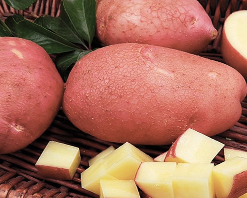 土豆种植技术与管理方法 高产栽培技术