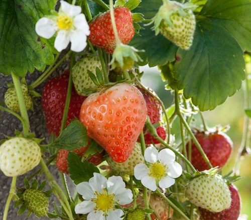 草莓的生长环境及特点 适合生长地方的条件