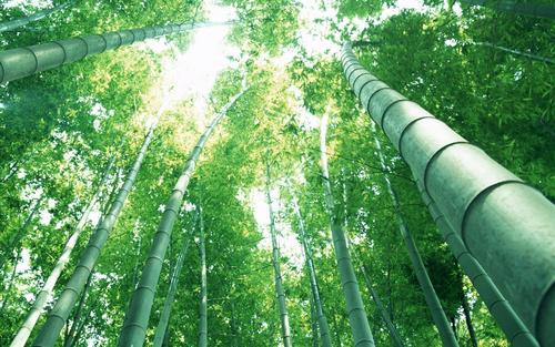 竹子的生长环境及特点 适合生长地方的条件