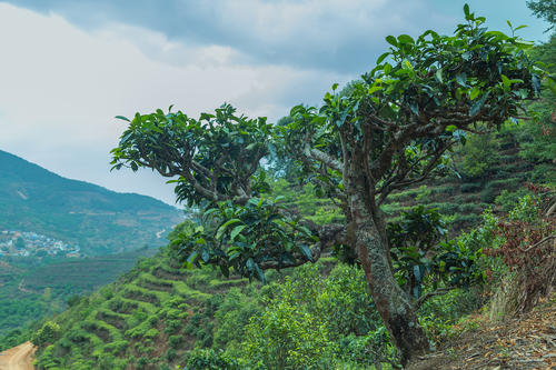 茶树的生长环境及特点 适合生长地方的条件