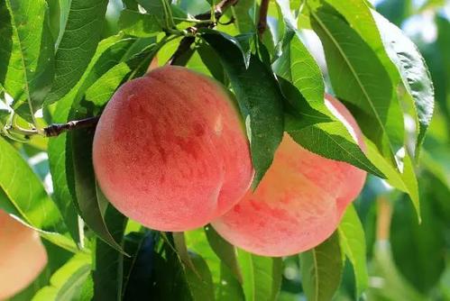桃子什么时候成熟季节 成熟月份与采摘时间