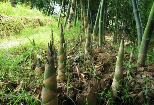 竹子生长在哪里 喜欢长在什么地方