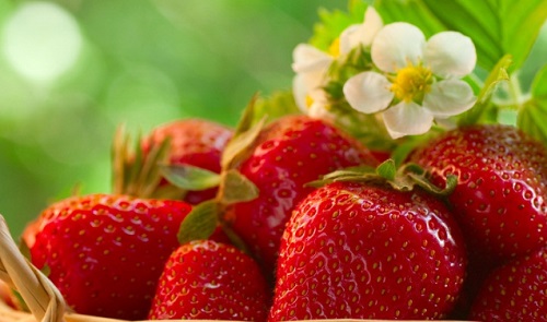 草莓无土栽培方法 无土栽培技术及注意事项