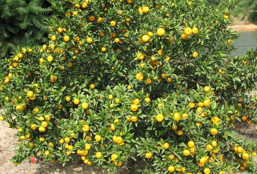 橘子什么时候栽种合适 栽种时间和管理