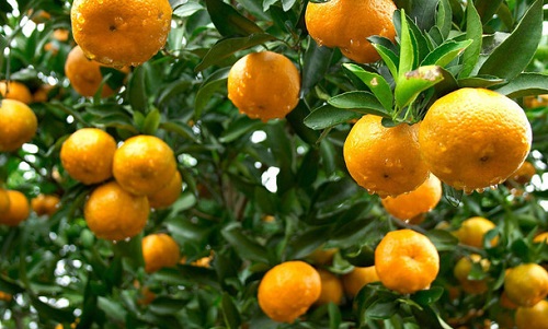 橘子树什么时候栽种合适 栽种时间和管理