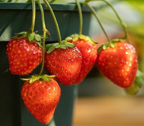 草莓授粉时间与方式方法