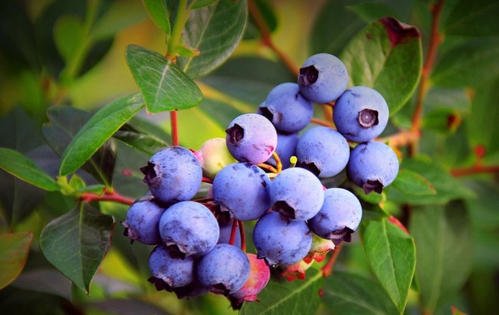 蓝莓授粉时间与方式方法