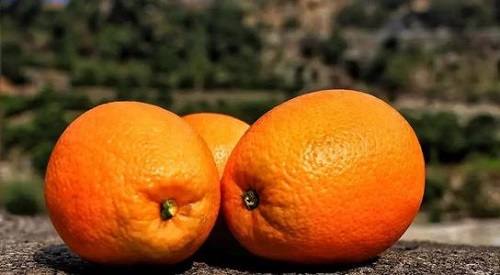 橙子的籽可以种吗