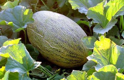 哈密瓜的籽可以种吗
