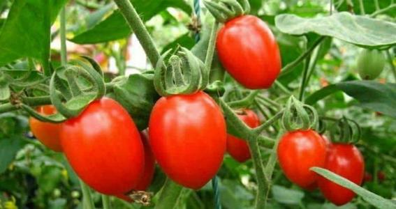小西红柿种子怎么种植 种植时间与方法全过程