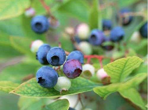 蓝莓树喜阴还是喜阳光的植物 可以晒太阳吗