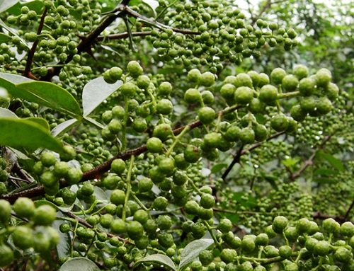 花椒樹原名:花椒,別名:大椒,秦椒,蜀椒,為芸香科,花椒屬落葉小喬木