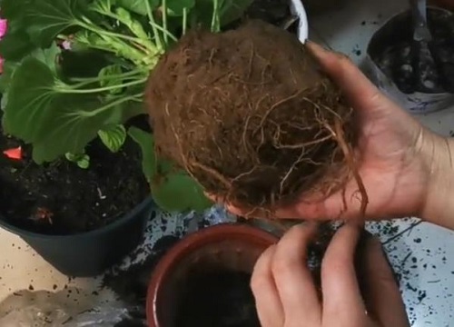 天竺葵根系发达吗 适合什么花盆种植