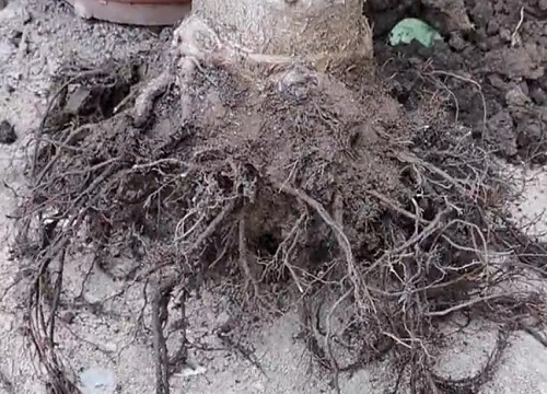 玉树根系发达吗 根系能扎多深