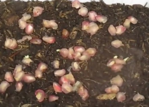 石榴种子多久发芽