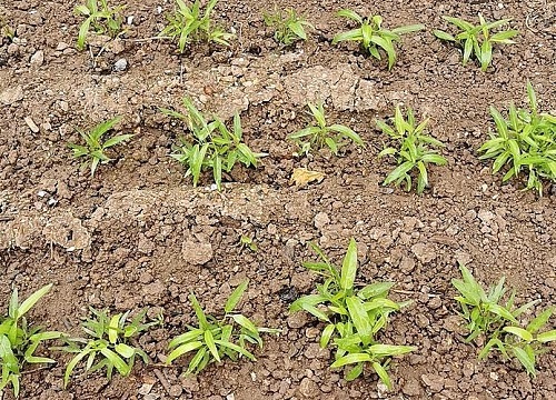 空心菜种子怎么催芽 植物说