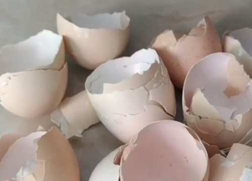 鸡蛋壳可以做花肥吗