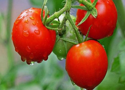 番茄多久开花结果