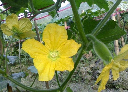 冬瓜多久开花结果 植物说