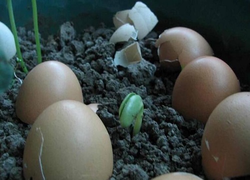 过期鸡蛋可以直接种花吗