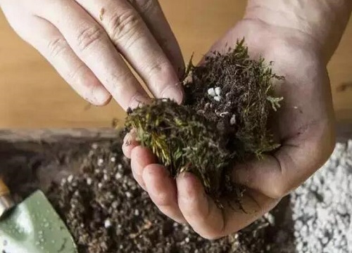 苔藓土可以直接种花吗