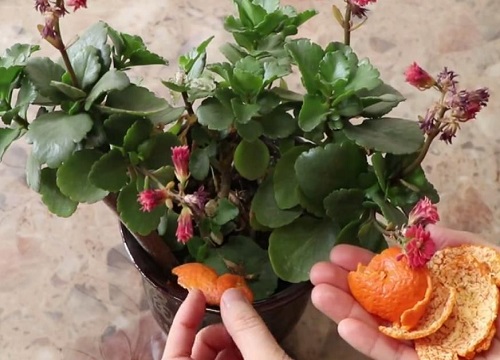 橘子皮可以种花吗