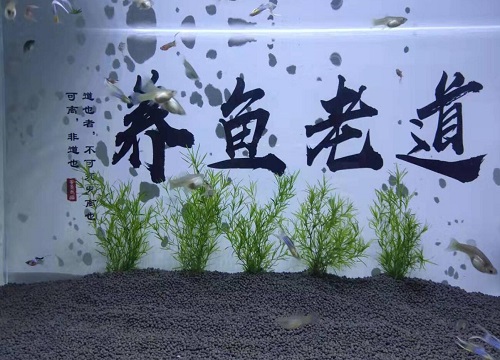 水草泥可以种花吗 植物说