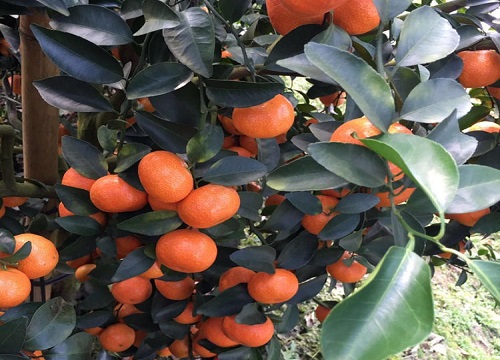 橘子份成熟的季节是几月