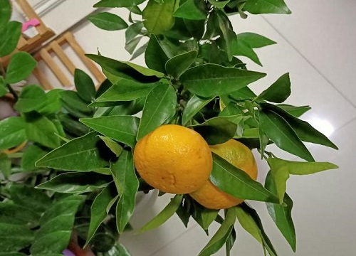 橘子盆栽能结果吗