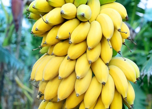 记得香蕉成熟时图片