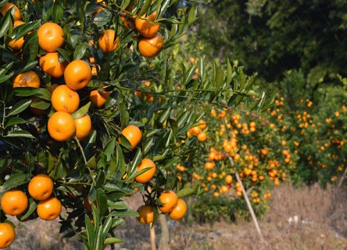 橘子树冬天怎么浇水