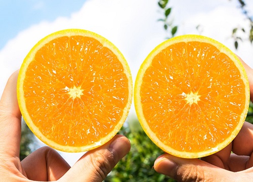 脐橙成熟的季节是几月