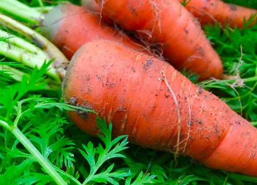 胡萝卜成熟的季节是几月