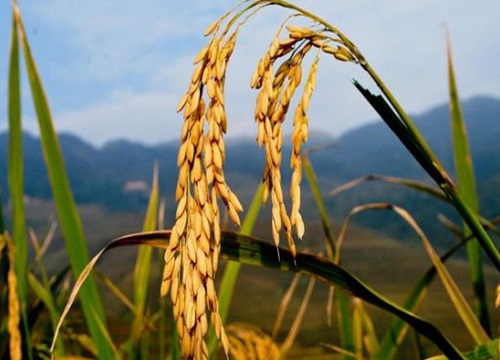 水稻成熟的季节是几月
