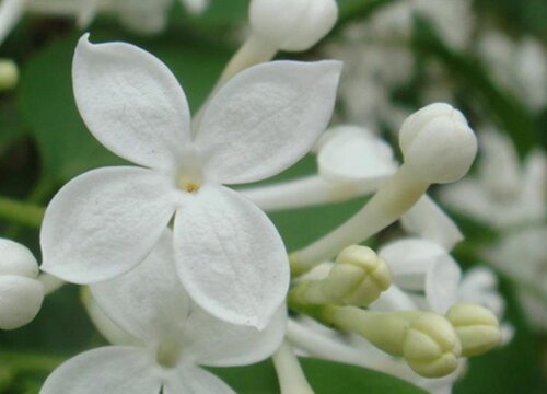 丁香花冬季養殖開花方法