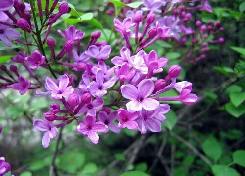 丁香花冬天開花嗎