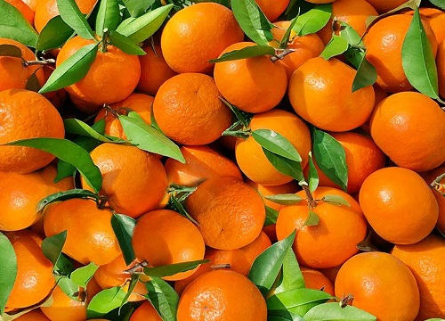 橘子可以放多久不坏