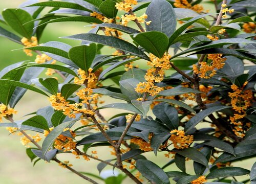 桂花树抗冻吗