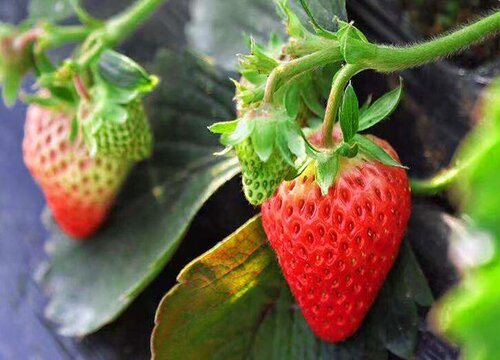草莓几月份成熟上市