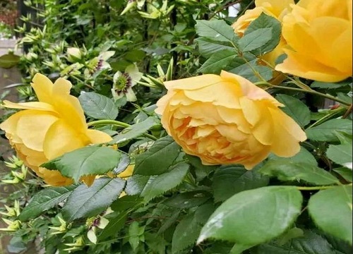 蔷薇花花期养护方法