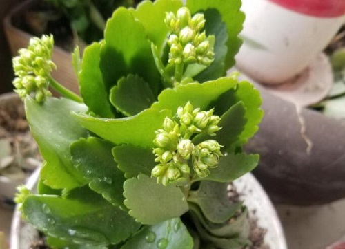 秋冬室内适合养什么花 植物说